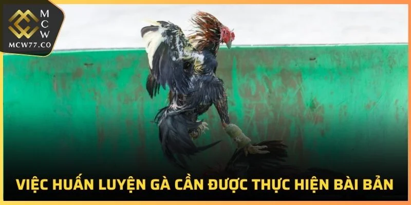 Việc huấn luyện gà cần được thực hiện bài bản