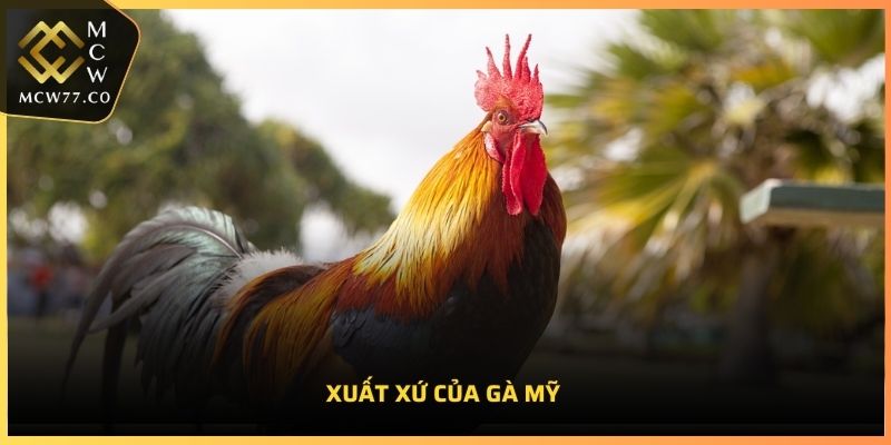 Xuất xứ của gà Mỹ